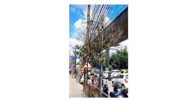 ദേശീയ പാതയോരത്തെ മരങ്ങൾ നശിപ്പിക്കുന്നു